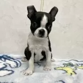 ボストンテリア