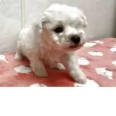 ビションフリーゼ