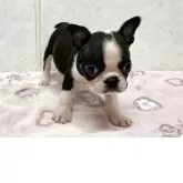 ボストンテリア