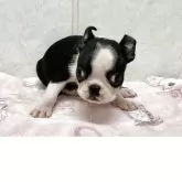ボストンテリア