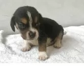 ビーグル