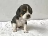 ビーグル