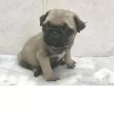 パグ
