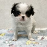 狆(チン)