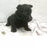 スコティッシュテリア