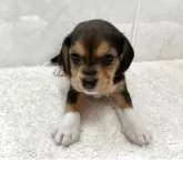 ビーグル