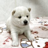 柴犬(標準サイズ)
