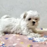マルチーズ