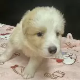 ボーダーコリー