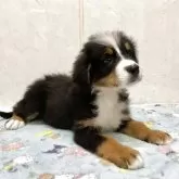 バーニーズ・マウンテン・ドッグ
