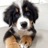 バーニーズ・マウンテン・ドッグ