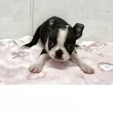 ボストンテリア