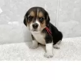 ビーグル