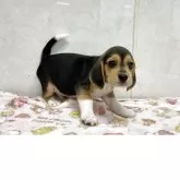 ビーグル