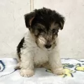 ワイアーフォックステリア【愛知県・男の子・2025年9月25日・ホワイトブラックタン】の写真1