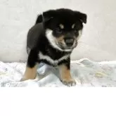 柴犬(標準サイズ)