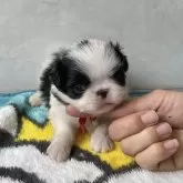 狆(チン)【愛知県・男の子・2025年2月16日・白黒】の写真1