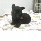 スコティッシュテリア