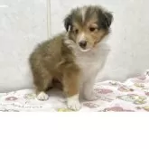 シェットランドシープドッグ
