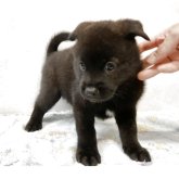 甲斐犬