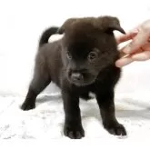 甲斐犬