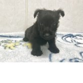スコティッシュテリア