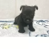 スコティッシュテリア