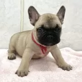 フレンチブルドッグ