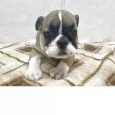 ブルドッグ