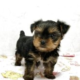 ヨークシャーテリア