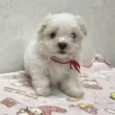 マルチーズ