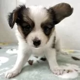 パピヨン