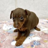 ミニチュアピンシャー