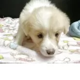 ボーダーコリー
