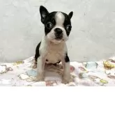 ボストンテリア【愛知県・男の子・2025年10月8日・ボストンカラー】の写真1