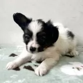 パピヨン