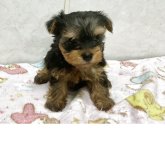 ヨークシャーテリア