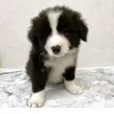 ボーダーコリー