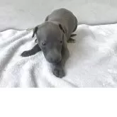 イタリアングレーハウンド