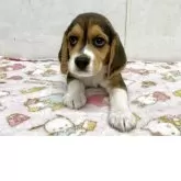 ビーグル