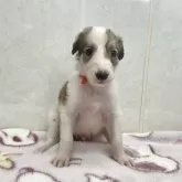 ボルゾイ