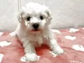 ビションフリーゼ