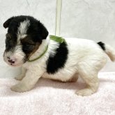 ワイアーフォックステリア