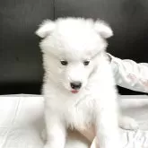 サモエド