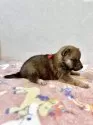 柴犬(標準サイズ)【愛知県・男の子・2025年9月1日・赤】の写真7