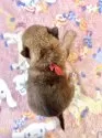 柴犬(標準サイズ)【愛知県・男の子・2025年9月1日・赤】の写真8