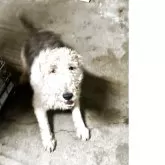 ワイアーフォックステリア【愛知県・男の子・2025年9月25日・ホワイトブラックタン】の写真9「父親です。」