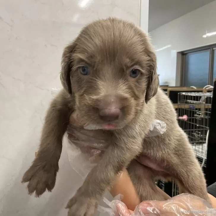 ID:2407-05619の子犬