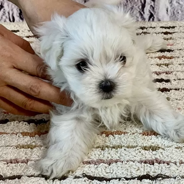 ID:2409-06100の子犬