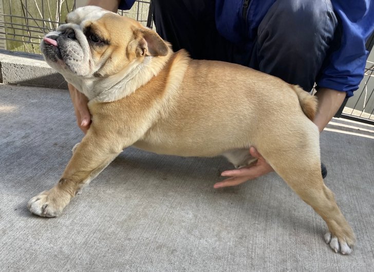 ブルドッグ【・男の子・2022年2月13日・レッドほ ホワイト】